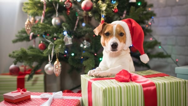 Santa Paws